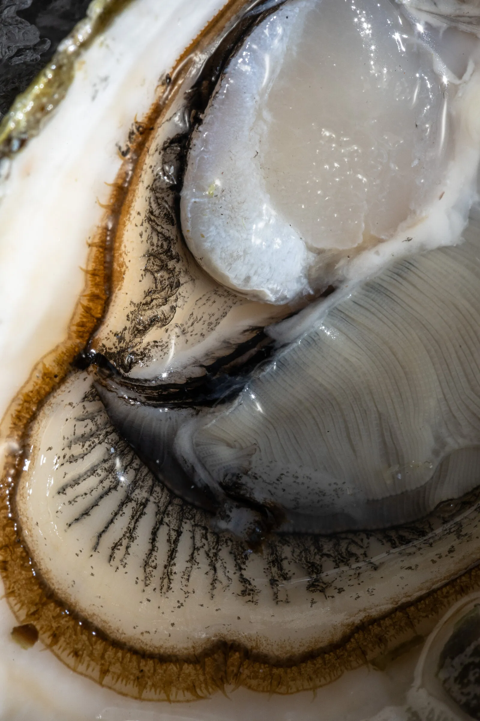Detalle macro de una ostra recién abierta en Taller de Mar