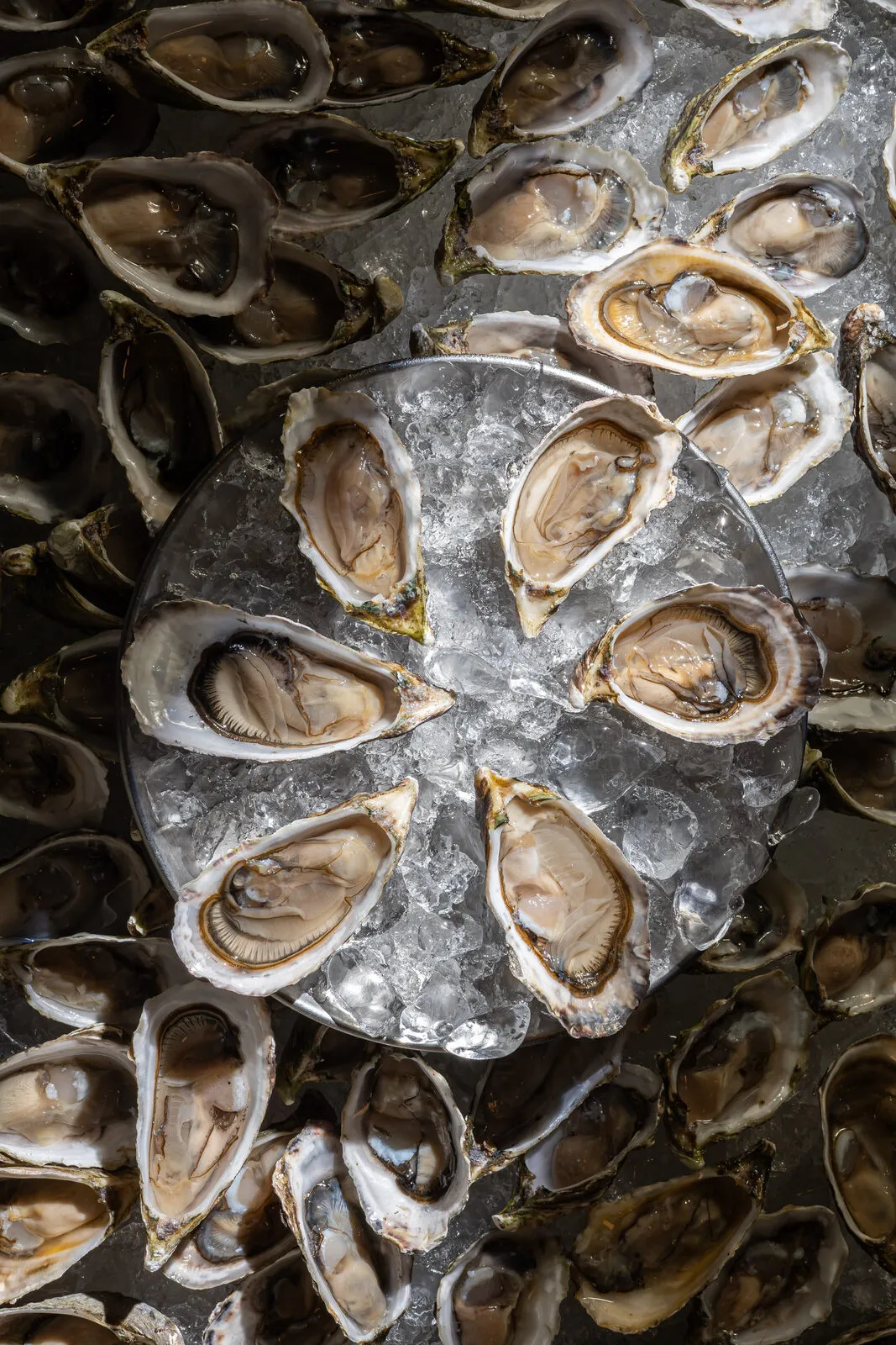 Ostras dispuestas en círculo sobre hielo en Taller de Mar
